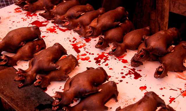Fumes - Bloody Gourmet - photo by LUCI FERRERO